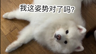 แกล้งตายเหรอ ฉันดูเหมือนจะทำไม่ได้แล้วนะ! ซาโสมีนี่น่ารักจนใจละลายไปหมดแล้ว!