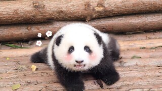 Crawling Little Panda Looking For DUO DUO