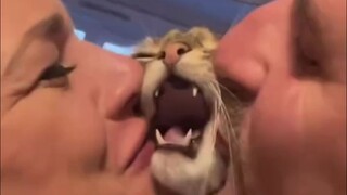 Cat: Don't touch me, don't touch me, ahhhhhh!!