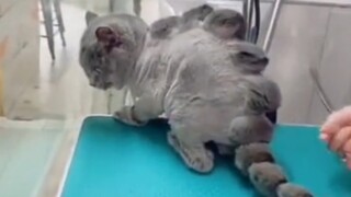 Catzilla?