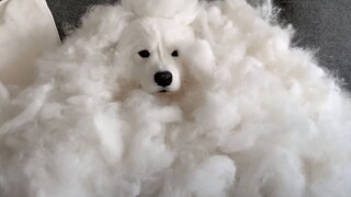 Samoyed yang tidak menghasilkan wol bukanlah beruang kutub yang baik [mochamilk]