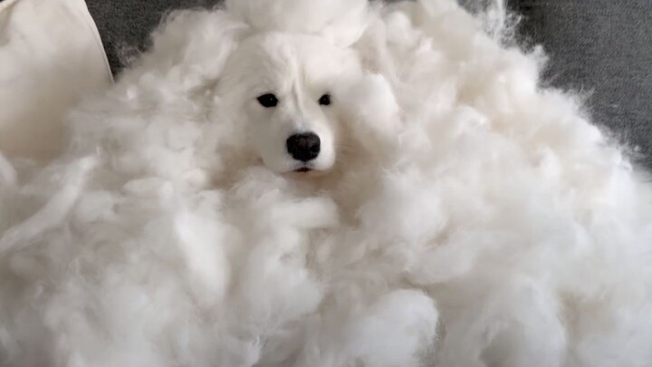 Samoyed yang tidak menghasilkan wol bukanlah beruang kutub yang baik [mochamilk]