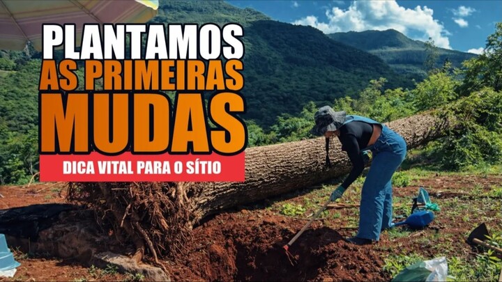 O Começo de Tudo: Nossas Primeiras Plantas no Sítio Isolado (Deu Certo?)