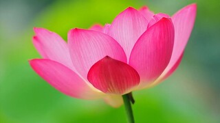 关于天官赐福广播剧的一些话，请尽量心平气和地点进这个视频
