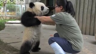 有熊了不起啊!对，有熊就是了不起！