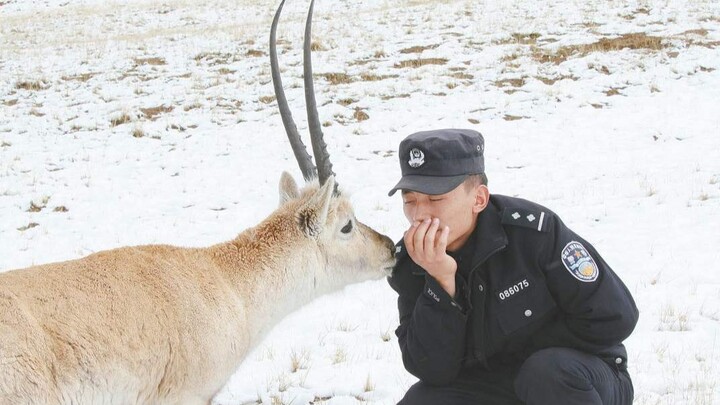 There’s a Tibetan antelope kindergarten in Kekexili [So Cute! Come Count the Baby Antelopes at the “