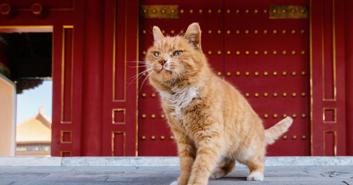Кот на китайском. Китайский кот. Кот китаец. Пекинская кошка. Пекине кошка.