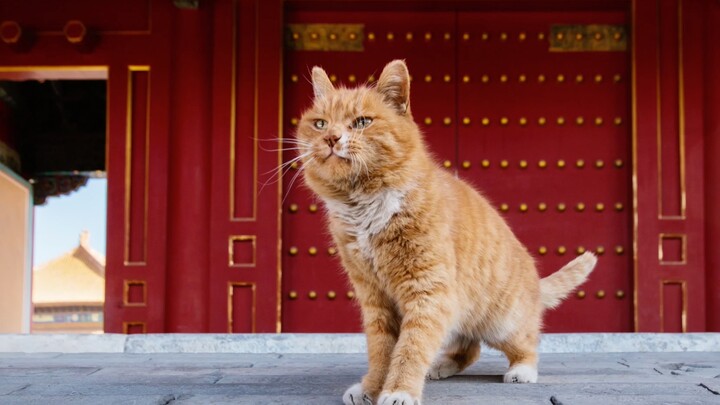 大内侍卫也卖萌，建国后它们只带爪上班【猫的城】