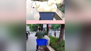 Nặng quá không đi thẳng được luôn 😅pet chó cute