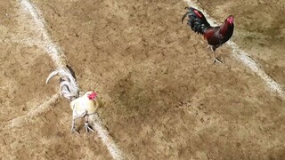 FIGHT 26 LOSS