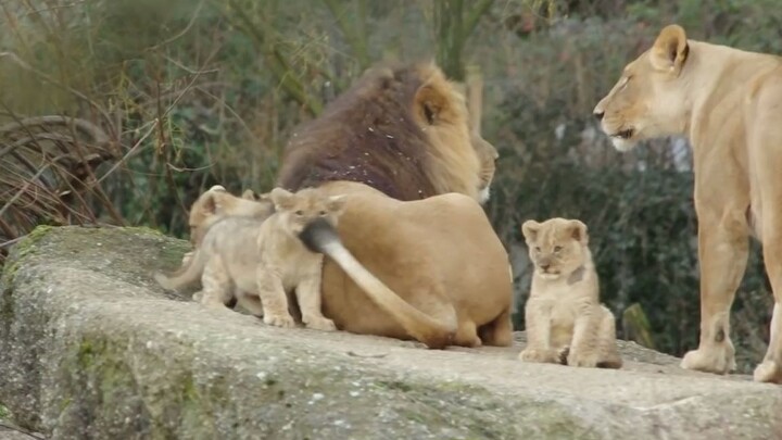 Cái đuôi của sư tử đực bị biến thành gậy chọc mèo cho sư tử con.