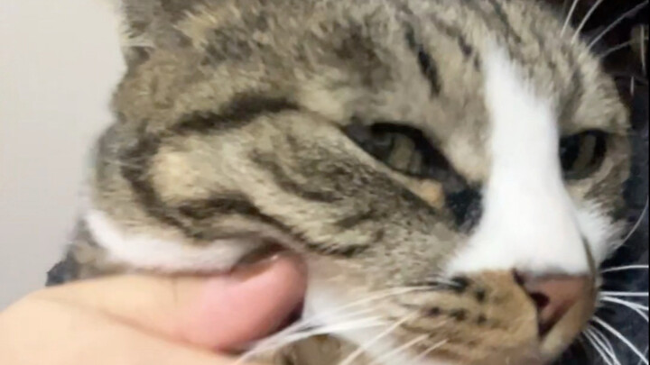 Person, cat got beaten today