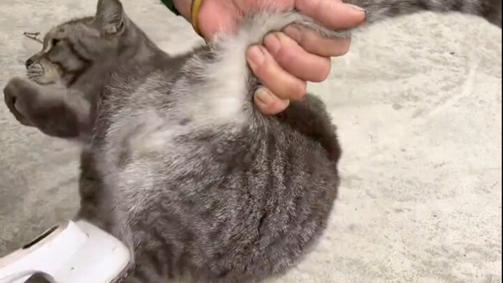 Forced love from grandma: Grandma, I don't want to brush my fur. Grandma: No, you do!