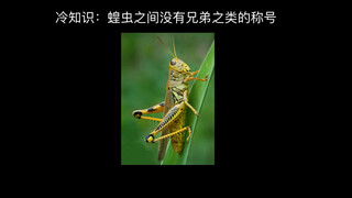 冷知识：蝗虫之间没有兄弟之类的称号