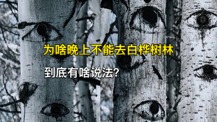 Mysterious and eerie birch forest