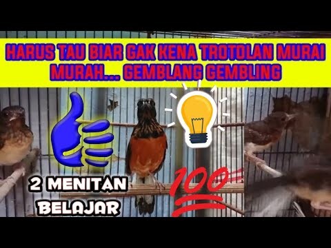 Pengetahuan UNTUK MEMBEDAKAN murai trotol jantan & betina biar Gak KENa GeMBLaNG GEMBLiiNG.