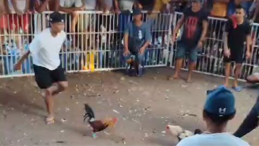 Ulutan Intat Gamefowl 003