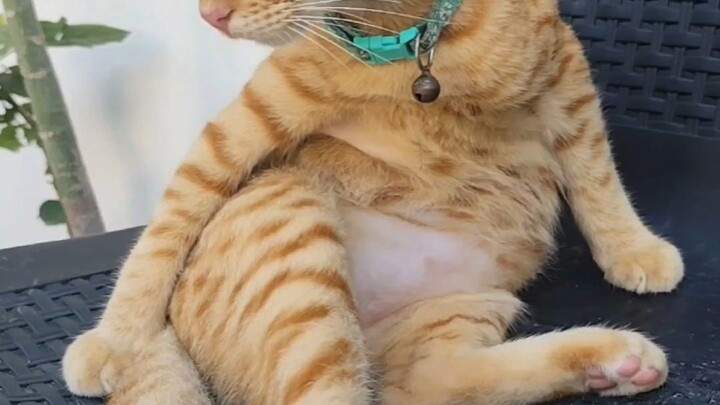 Cute Cat - He sits like a lady 🤭😅