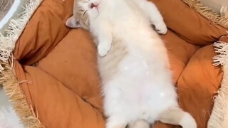 Caught sneaking around to steal a cat late at night—cat: “Are you dreaming? Taking off? Is there an 