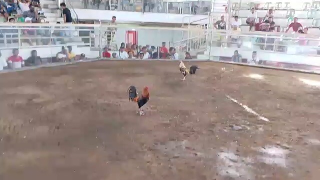 Melsims 2hits Champion at New Negros Colisuem. # Iyay Gameyard Bacolod