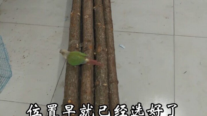 Làm một chiếc lồng lớn