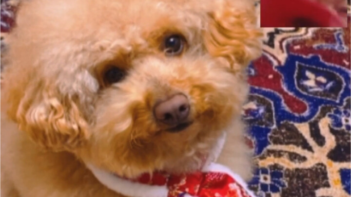 On just how capable a dog is at handling New Year’s affairs