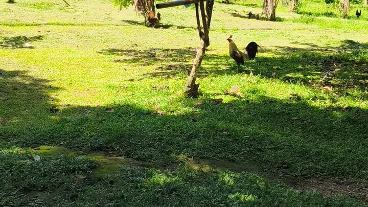 BOUGHT EARLY BIRDS AT LAGALAG GAMEFARM OF TITO TREYES