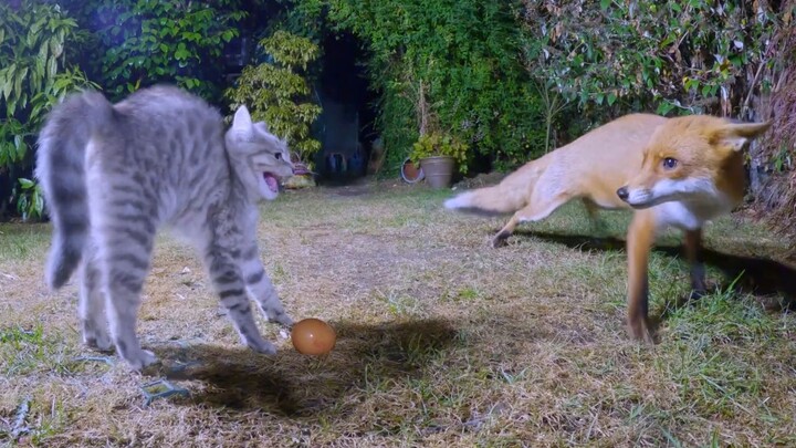 Haqi Mi ketemu lawan nih…