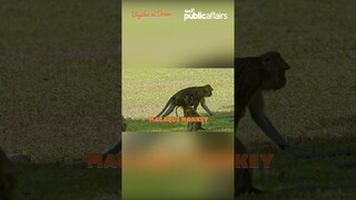 Sandamakmak na unggoy, matatagpuan sa Negros Oriental! | Biyahe ni Drew