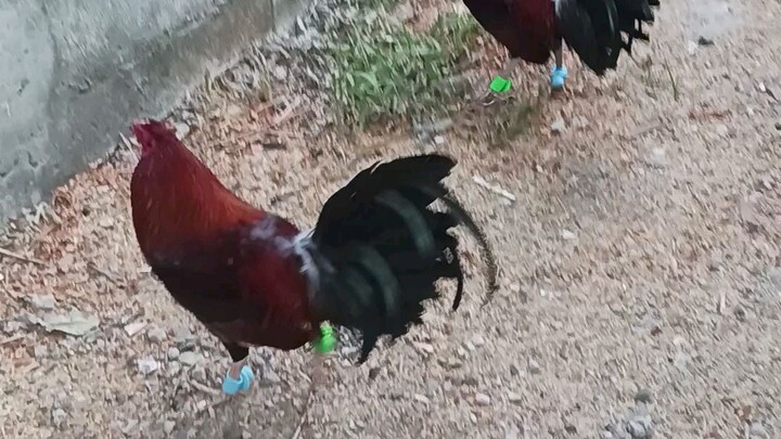 SweaterGilmore at Genes Little backyard vlog