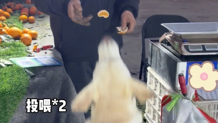 Grocery Shopping Without a Dog vs. Grocery Shopping With a Dog