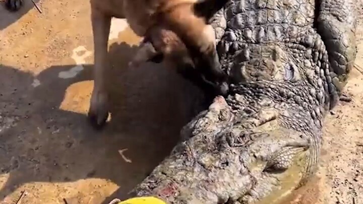 Tier 0: Doghead vs. God-Like Croc with Full Gear