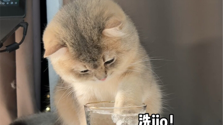 Làm thế nào để đối phó với những chú mèo nhỏ hay nghịch ngợm