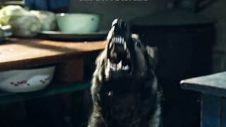 狗：“我不该叫嘛？”《血狼犬》