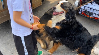 I met Bern mountain, a rare dog, for the first time