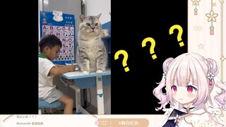 道理我都懂 为什么这猫这么大