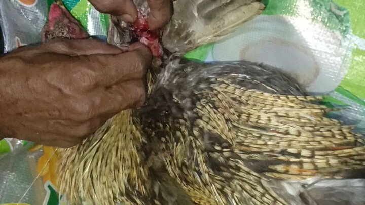 tahi muna ng sugat para mabilis gumaling