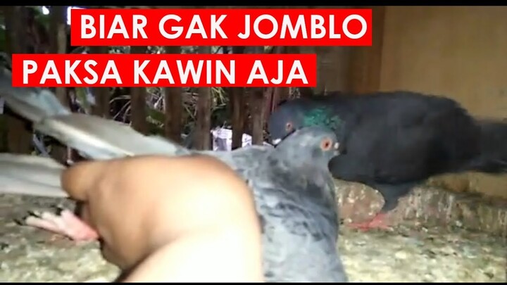 TERNYATAA EFEKTIF LHO.. KAWIN PAKSA BURUNG MERPATI! BUKTIKAN SENDIRI!!  PECINTA BINTANG