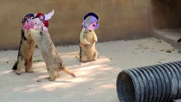 [Genshin Impact Dijuluki] Pertarungan Teyvat Loli