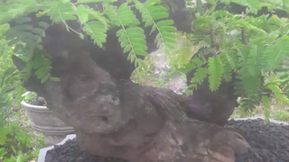 bonsai asem jawa dan sancang