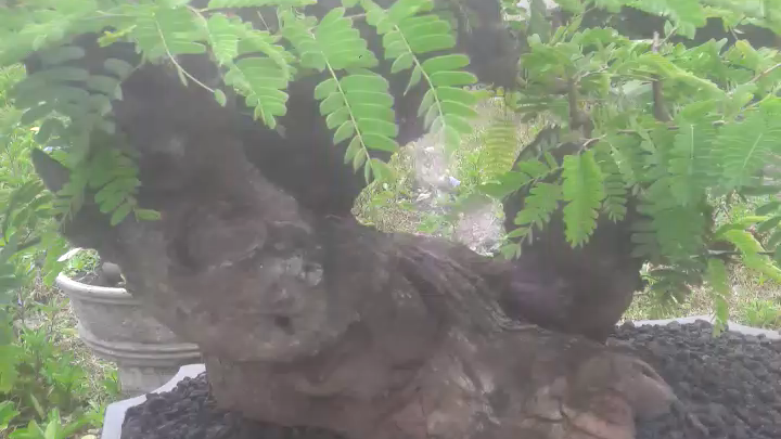 bonsai asem jawa dan sancang