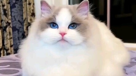 Mẹ đẹp xuất sắc, bố khí chất soái ca, còn con trai…?………sao lại thành một anh chàng hài hước thế này 