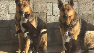 A big dog brimming with a sense of security