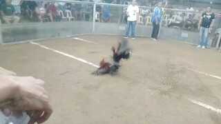 my perfect dangray broodcock