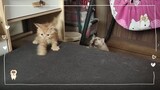 New Kitten | Cat Vlog #23