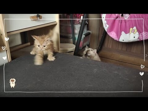 New Kitten | Cat Vlog #23