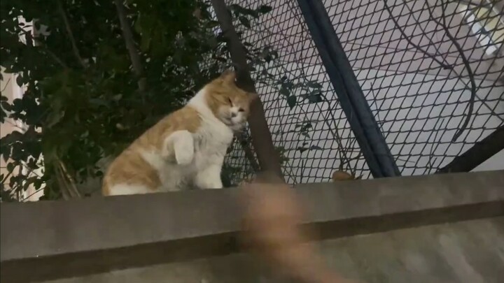 Tại sao mèo không thích chơi với chó?