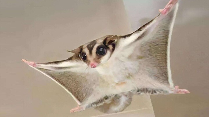 Sugar Glider: Can such a cute little guy be this clingy?