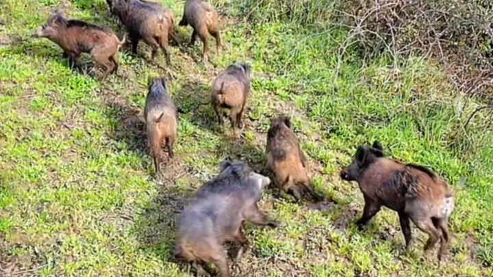 Mengapa Babi Hutan di Prancis Menjamur? Penyebabnya Telah Ditemukan