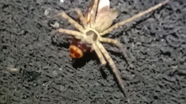 spider eat cockroach